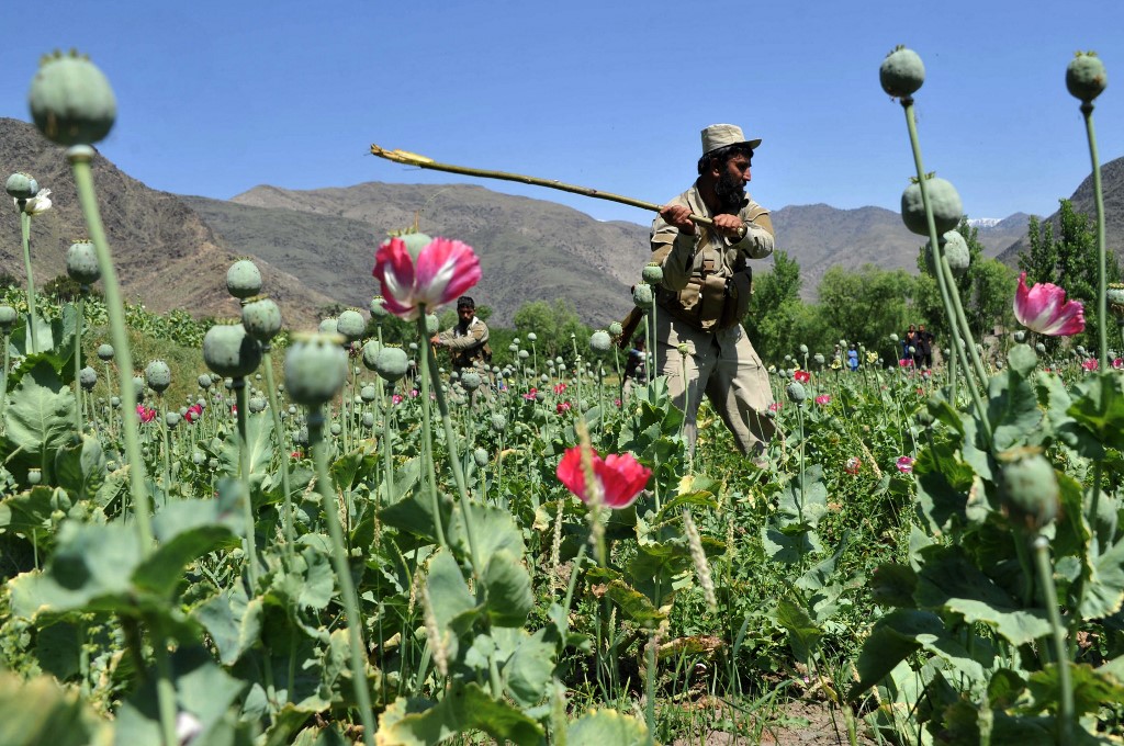 افغانستان میں پوست کاشت کرنے پر پابندی: ذبیح اللہ مجاہد