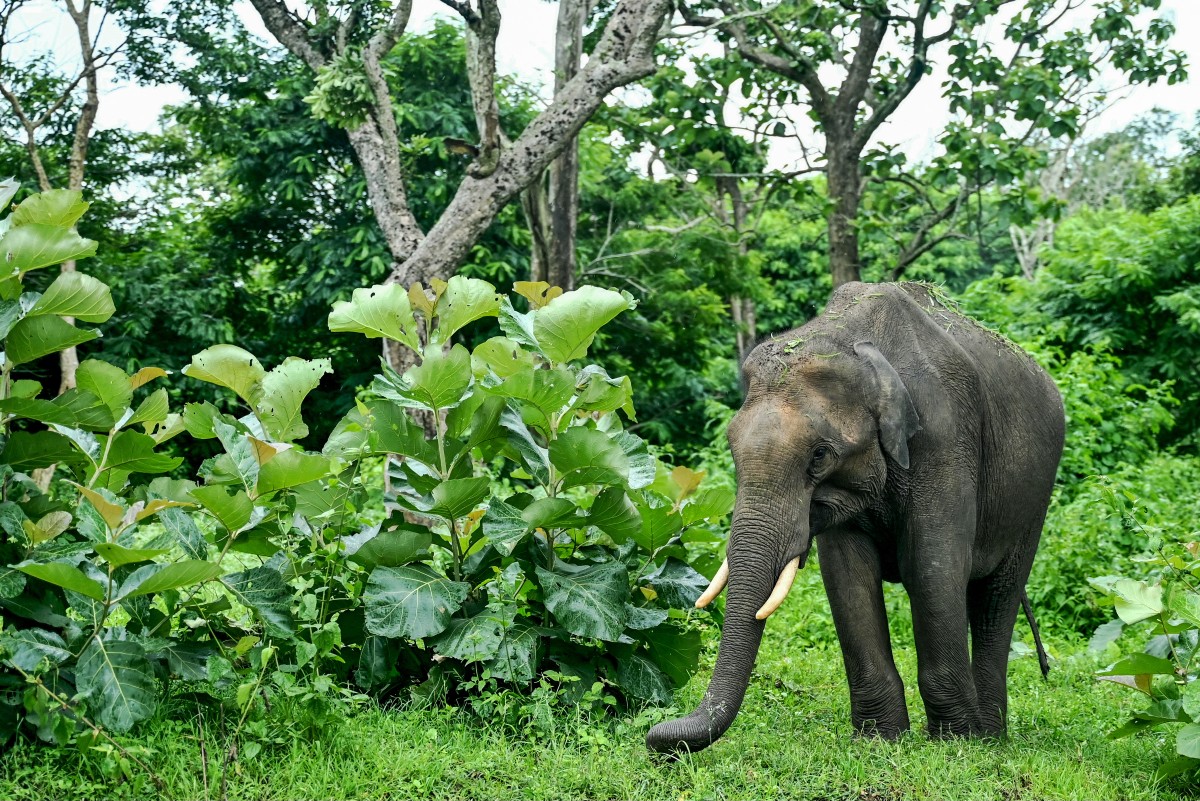 Elephant in India 