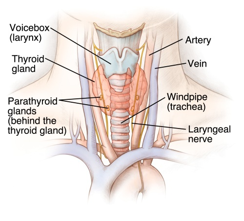 Parathyroid