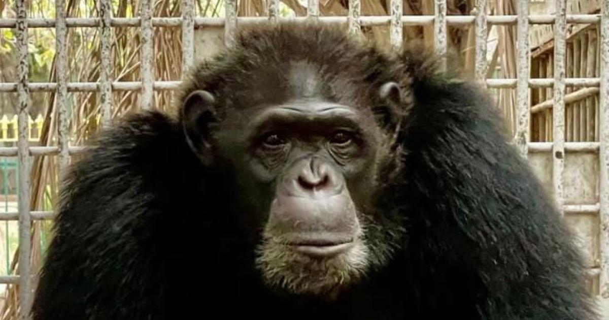 Heart Attack Caused Death of Chimpanzee in Karachi Zoo: Report