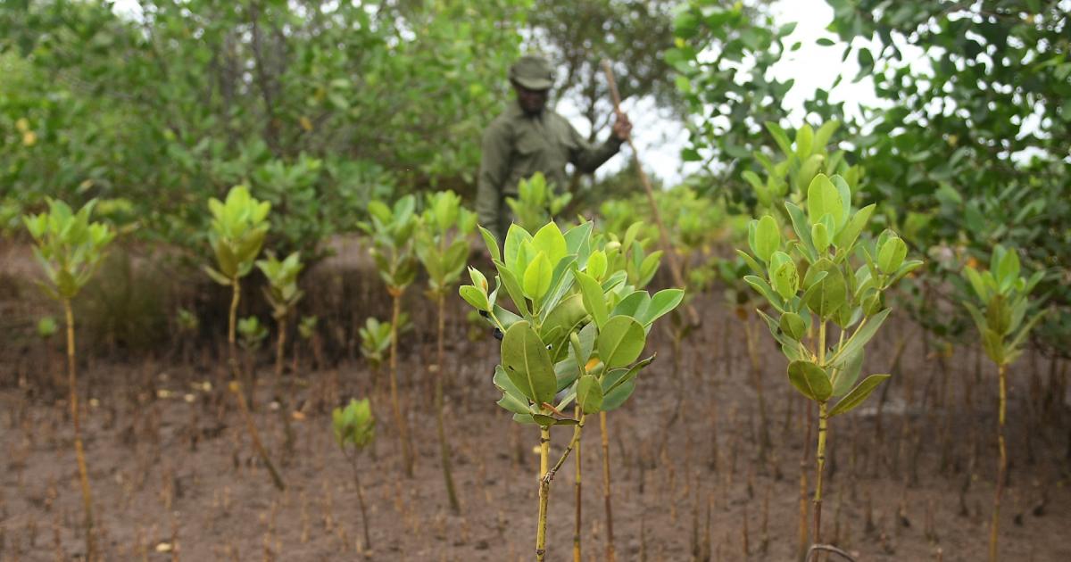 Announcing a public holiday for planting in Kenya