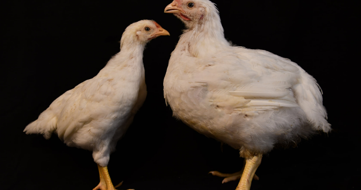 The Connection Between Broiler Chicken Consumption and Cancer: What You Need to Know