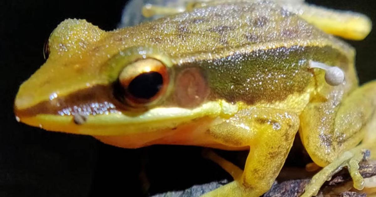 India: Surprising discovery of fungus on frog’s skin