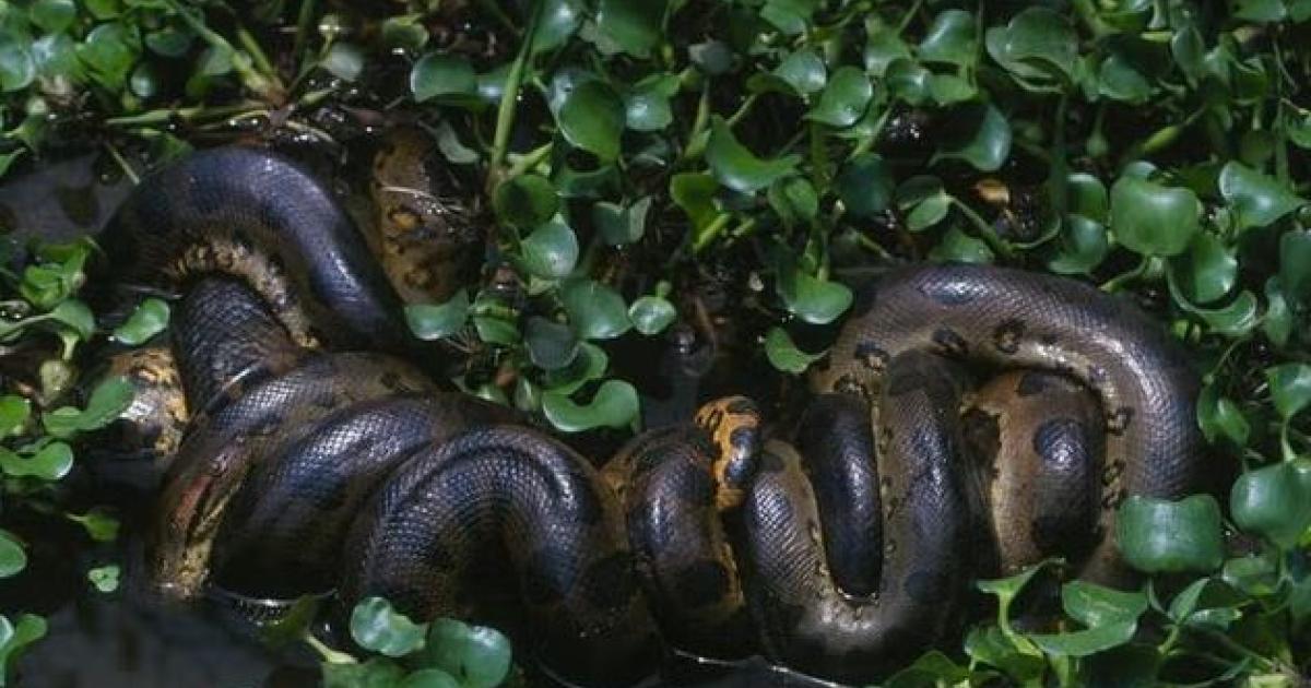 The largest species of snake in the world was discovered in the Amazon forest