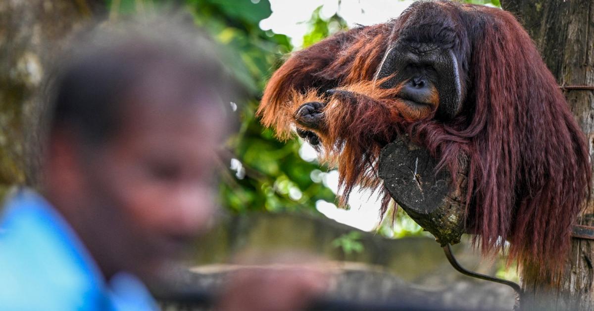 In Indonesia, a monkey was noticed utilizing a sure plant as medication