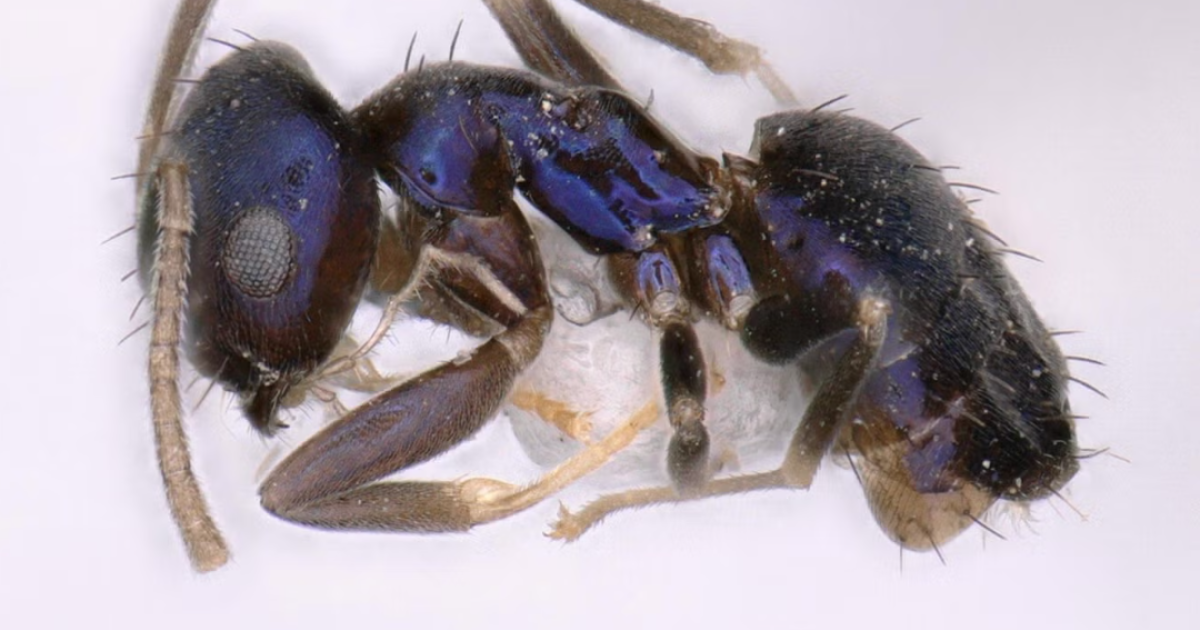 New species of blue ants found in India