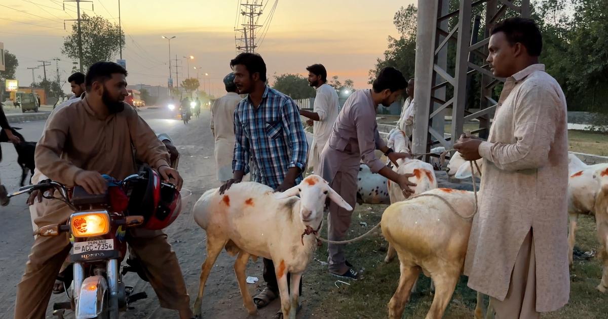 Cattle markets in every single place in Lahore regardless of the federal government ban