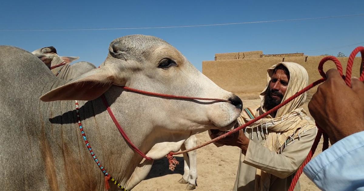 Balochistan’s runaway Nadi bulls, eight ft tall and value tens of millions