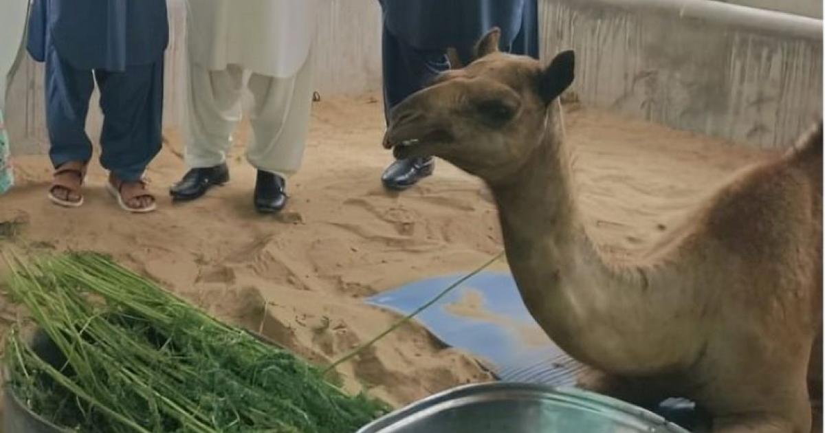 Camel’s wound heals in two months to get prosthetic leg: Shelter Home