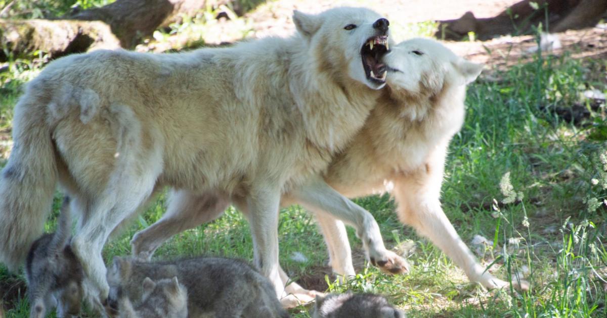 France: Girl attacked by wolves whereas jogging in safari park