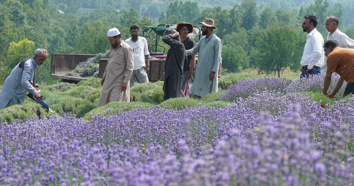 ‘King of Medicines’: Lavender Preference of Kashmiri Farmers