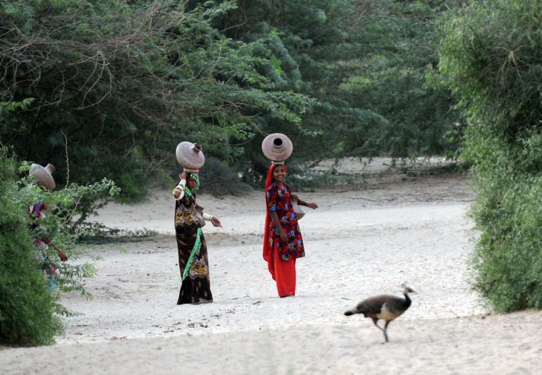 Thar Desert 