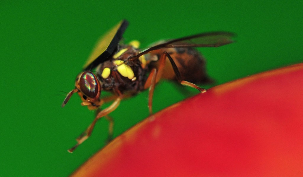 AFP__20140321__Hkg9624304__v1__Preview__AustraliaScienceFlyAgriculture.jpg