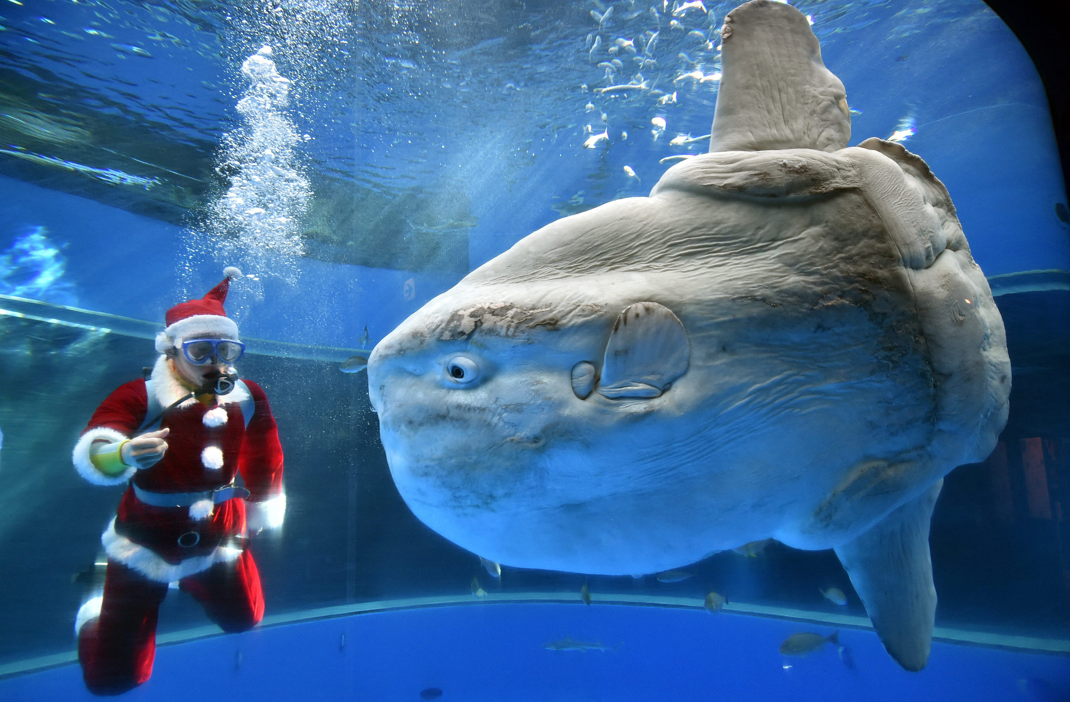 AFP__20141218__Hkg10129307__v2__HighRes__JapanAquariumChristmas.jpg