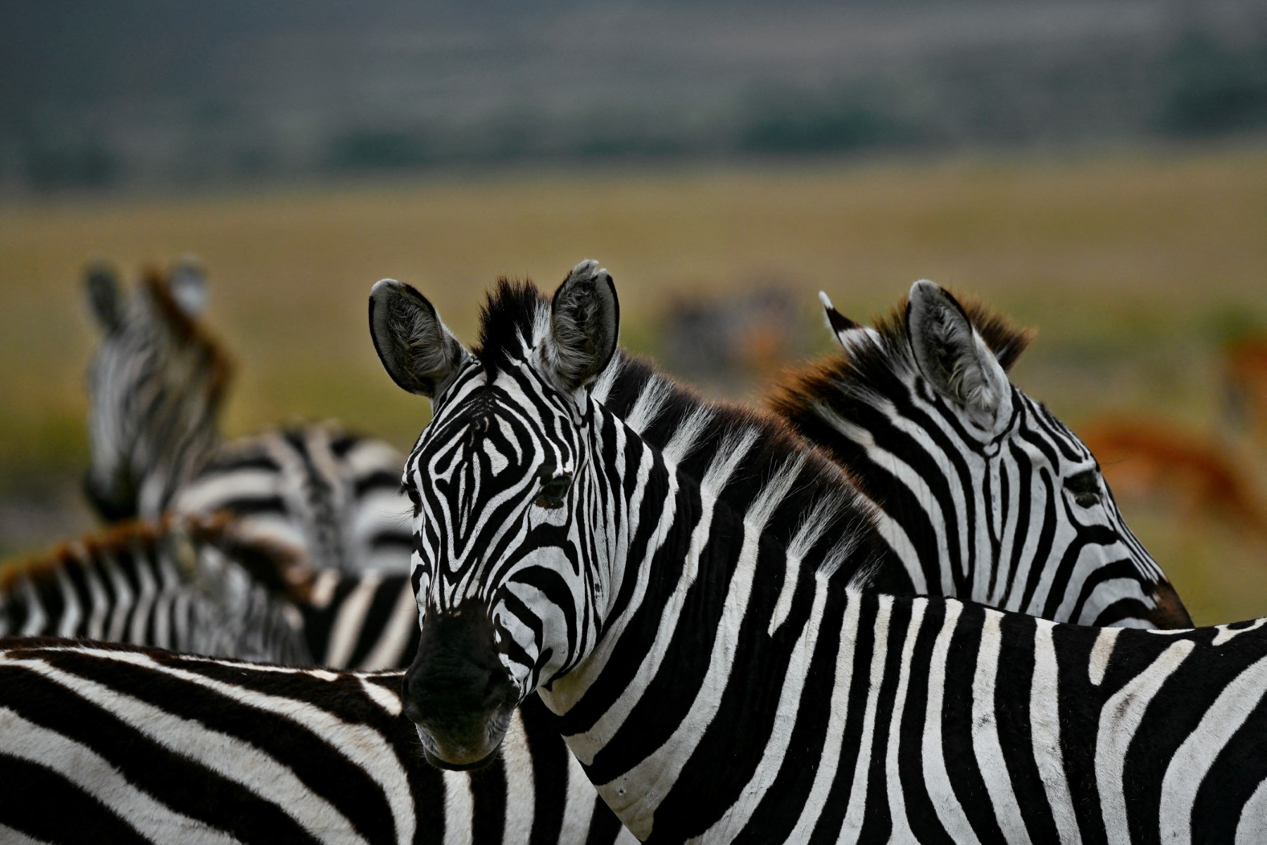 Zebra-Kenya.jpg