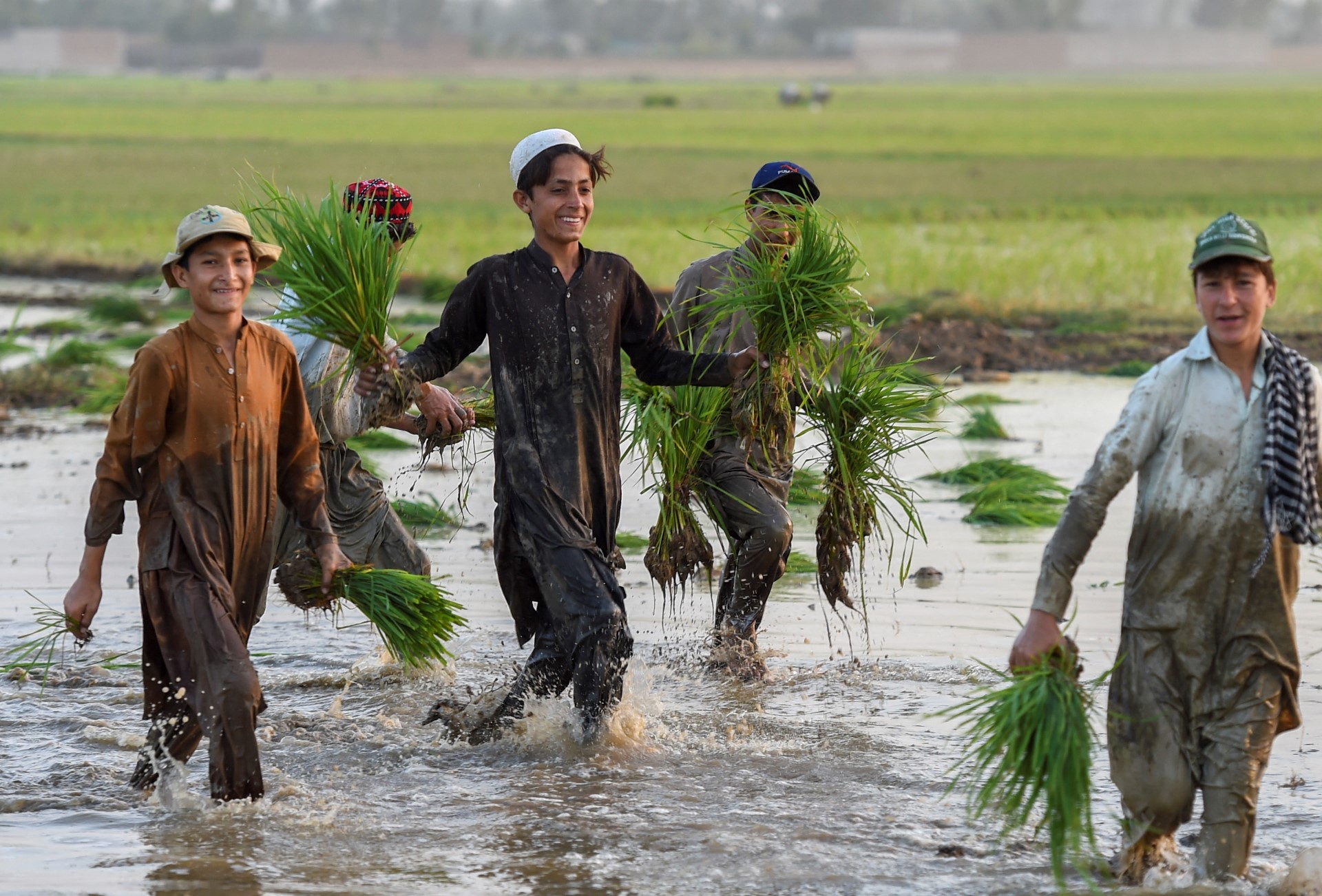  Pakistan Agriculture Rice 