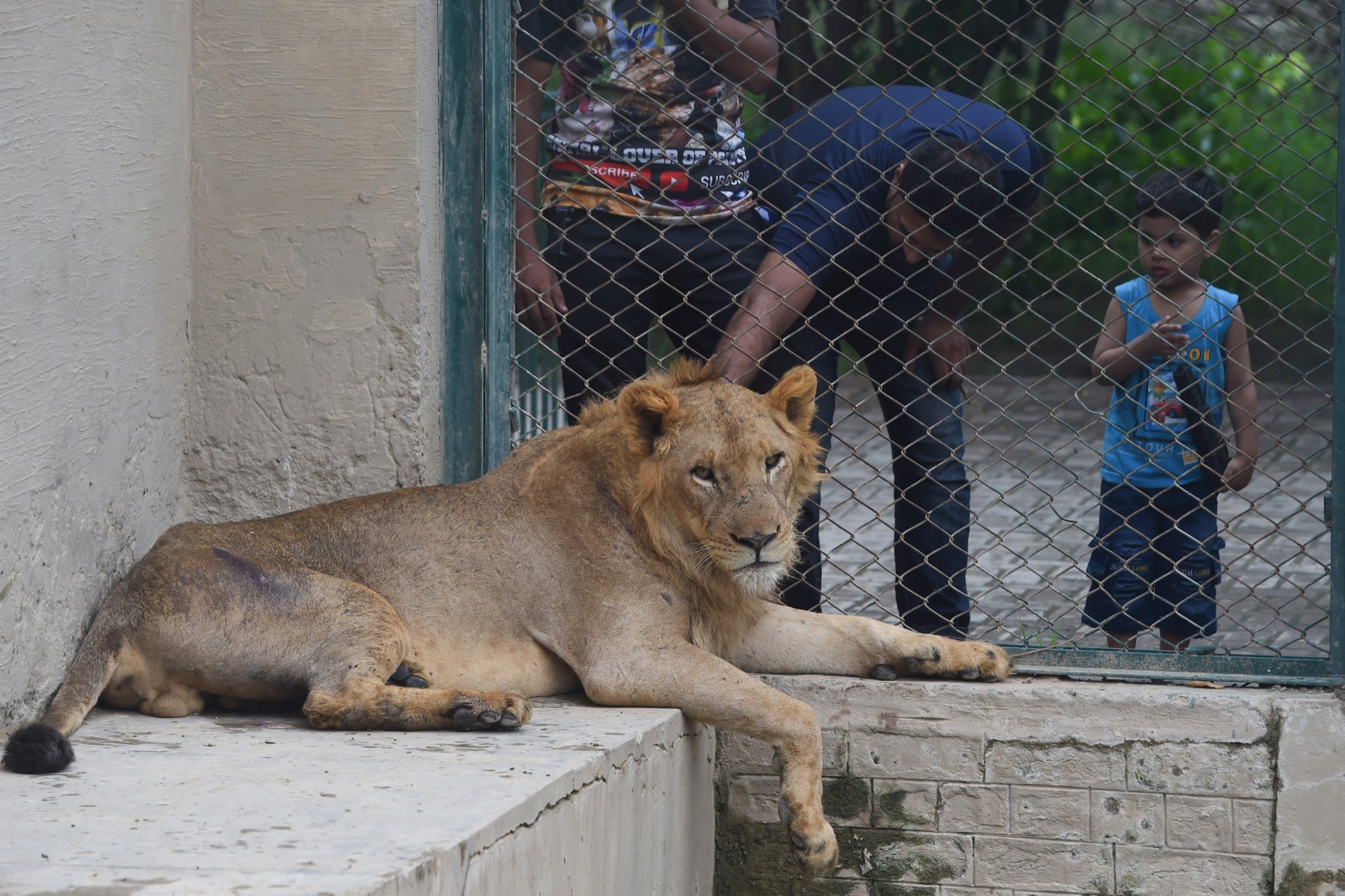 Pakistan Lion Lahore 