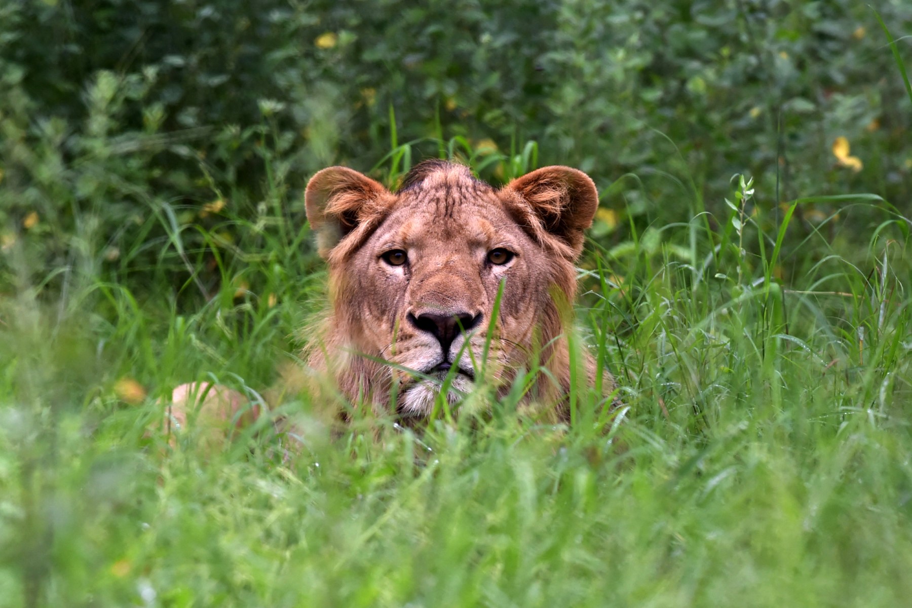 Pakistan Lion Lahore 