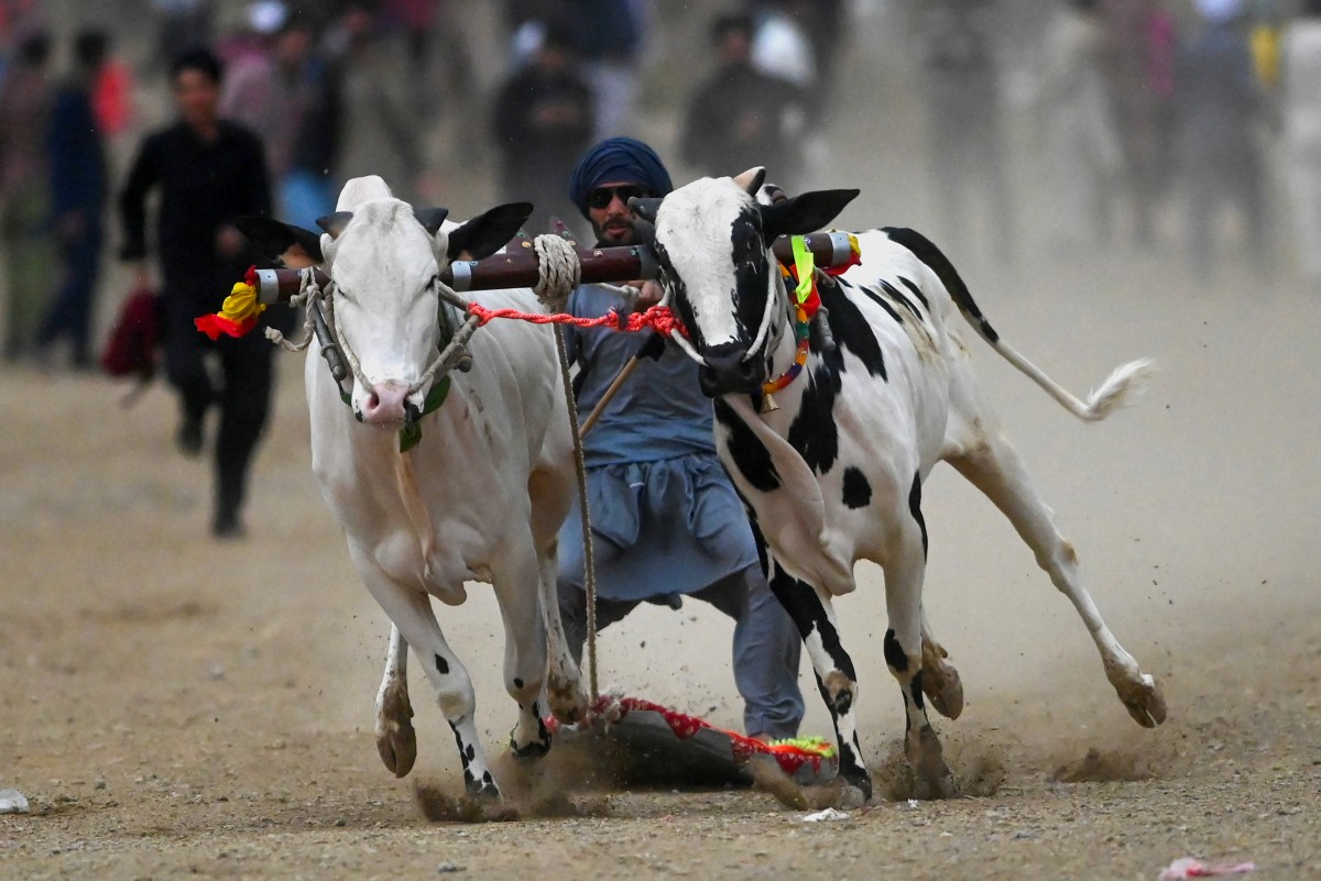 Pakistan Bull Race.jpg