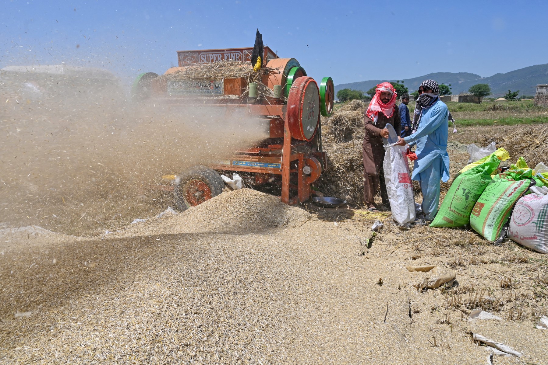 Pakistan Wheat 