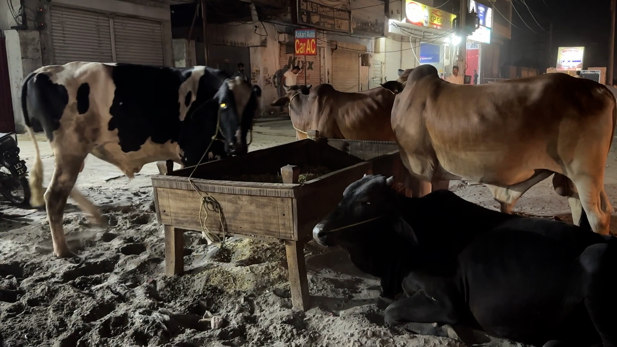 SACRIFICIAL ANIMALS LAHORE.jpg