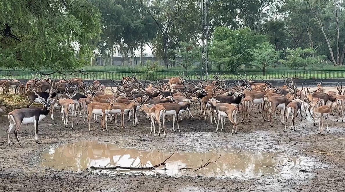 DEERS IN LAHORE SAFARI.jpg