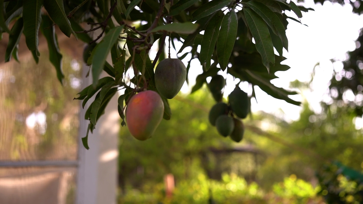 Karachi_Unique_Mango_