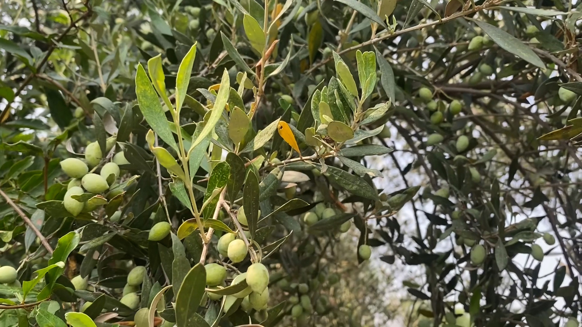 olives 2.jpg