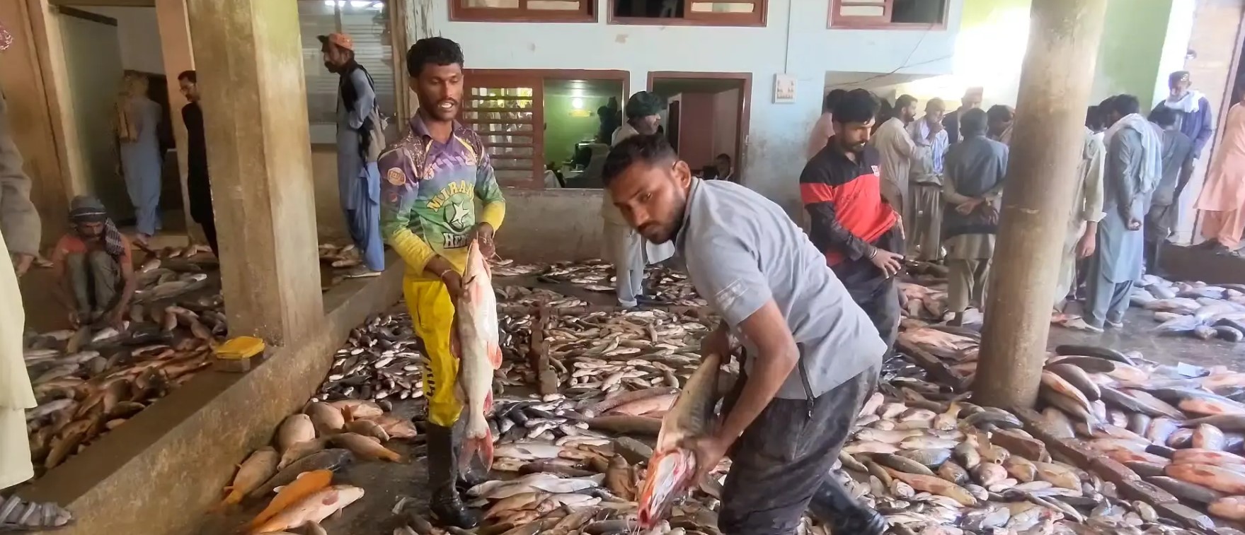 sukkur fish 1.jpg