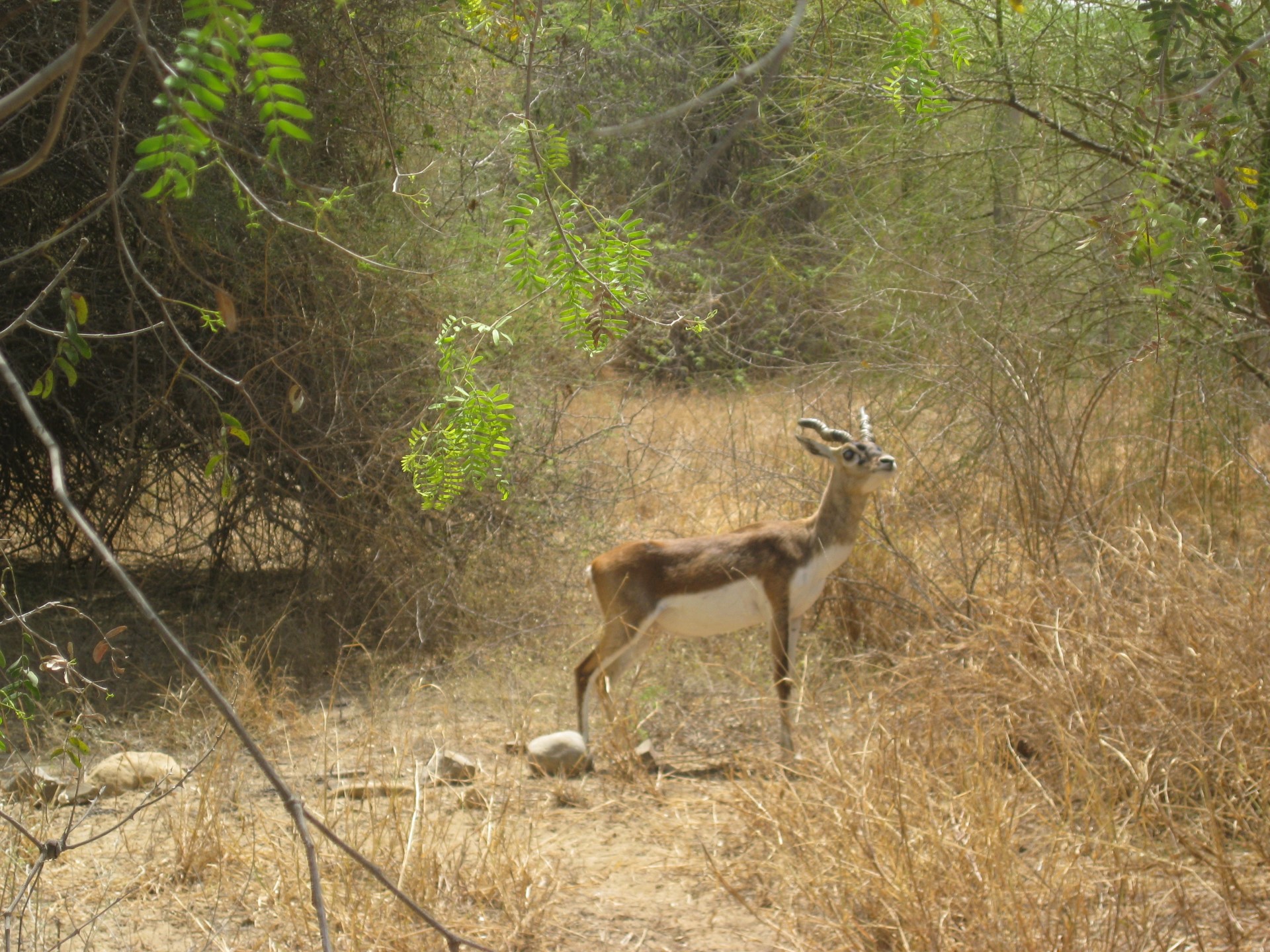 Wild Life Sindh 